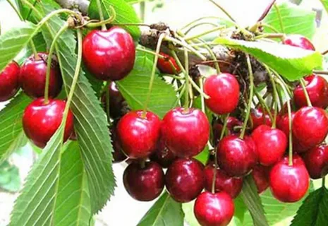 تصویر 3 از قیمت آبمیوه گیلاس فردو + خرید باور نکردنی